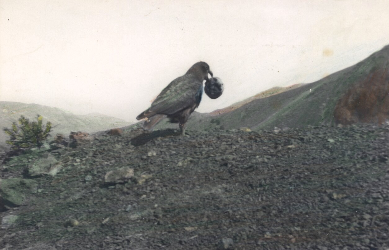 Native Kea Holding a Rock