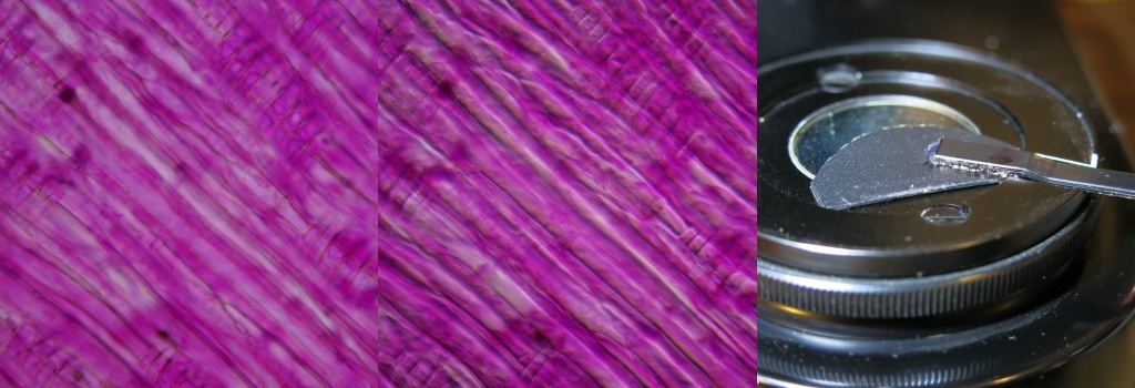 Stained Wood Sample. Left - Bright-field. Middle - Oblique. Right - Stop
