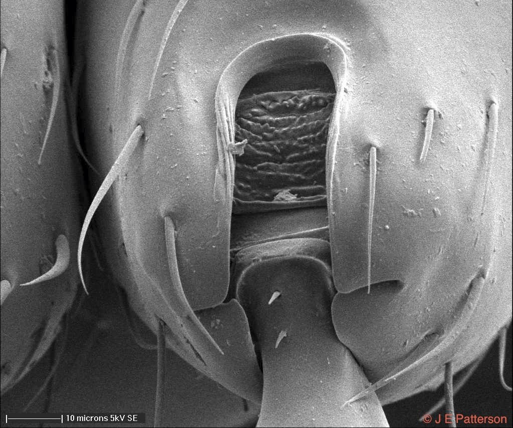 Ant upper leg, JEOL 733 Electron Microprobe