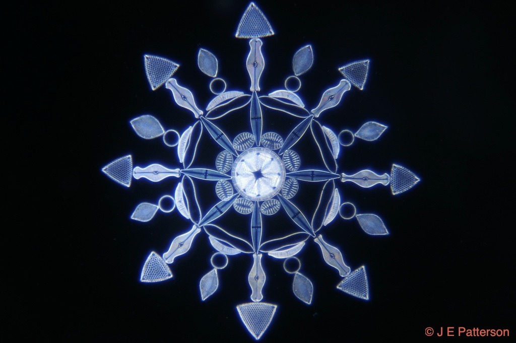 Klaus Kemp, Diatom art
